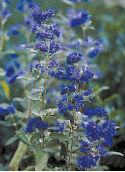 Cottonless Cottonwood product image.